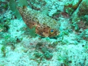 punta-cana-dive-79