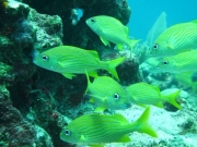 punta-cana-dive-80