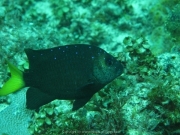punta-cana-dive-81