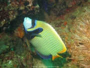 al-sawadi-oman-37
