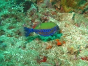 al-sawadi-oman-46