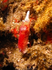 al-sawadi-oman-55