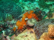 al-sawadi-oman-63