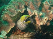 al-sawadi-oman-64