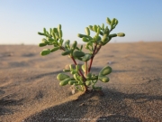al-sawadi-oman-95