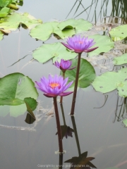 Khao Lak und Phuket - 028