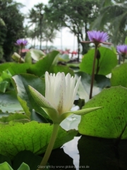 Khao Lak und Phuket - 030