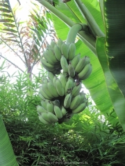 Khao Lak und Phuket - 031