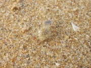Khao Lak und Phuket - 035