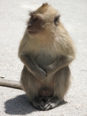 Khao Lak und Phuket - 064