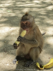 Khao Lak und Phuket - 072