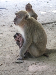 Khao Lak und Phuket - 074