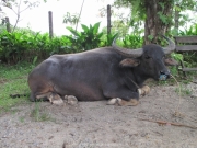 Khao Lak und Phuket - 096
