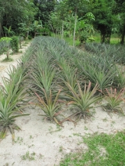 Khao Lak und Phuket - 103