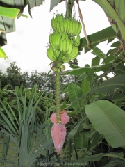 Khao Lak und Phuket - 113