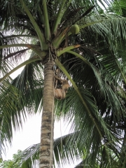 Khao Lak und Phuket - 122