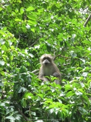 Phang-Nga Bucht - 27