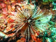 Tauchen Ko Phi Phi - 016