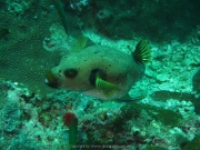 Tauchen Ko Phi Phi - 046