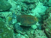 Tauchen Ko Phi Phi - 073