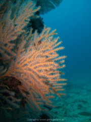 Tauchen Ko Phi Phi - 080