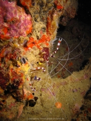 Tauchen Ko Phi Phi - 099