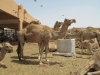 Abu Dhabi - Al Ain City - 20