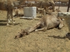 Abu Dhabi - Al Ain City - 21
