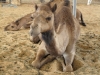 Abu Dhabi - Al Ain City - 22