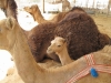 Abu Dhabi - Al Ain City - 23