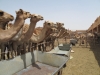 Abu Dhabi - Al Ain City - 24