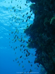 Hurghada 2015 - 028