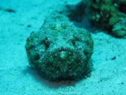 Hurghada 2015 - 030