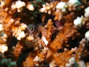 Hurghada 2015 - 035