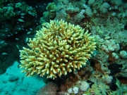 Hurghada 2015 - 038