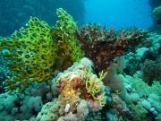 Hurghada 2015 - 039