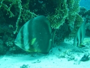 Hurghada 2015 - 042