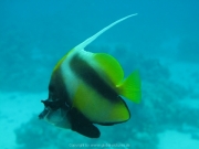 Hurghada 2015 - 045