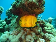 Hurghada 2015 - 047