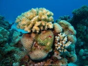 Hurghada 2015 - 053