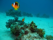 Hurghada 2015 - 054