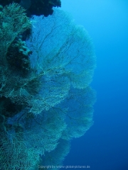 Hurghada 2015 - 057