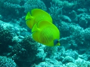 Hurghada 2015 - 062