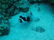 Hurghada 2015 - 069