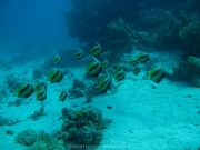 Hurghada 2015 - 074