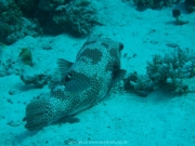Hurghada 2015 - 076