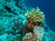 Hurghada 2015 - 083