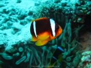 Hurghada 2015 - 084