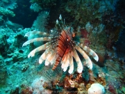 Hurghada 2015 - 085