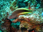 Hurghada 2015 - 086